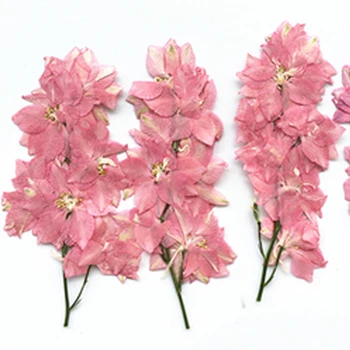 Клонка Живокости на Стъблата Пресовани Цветя Подаръци За Эпоксидного Декорации DIY 60 Бр Безплатна Доставка